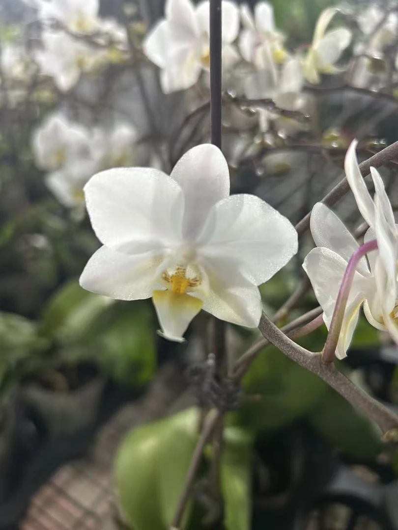 花都优选  蝴蝶兰（棉花糖） 带花带花苞