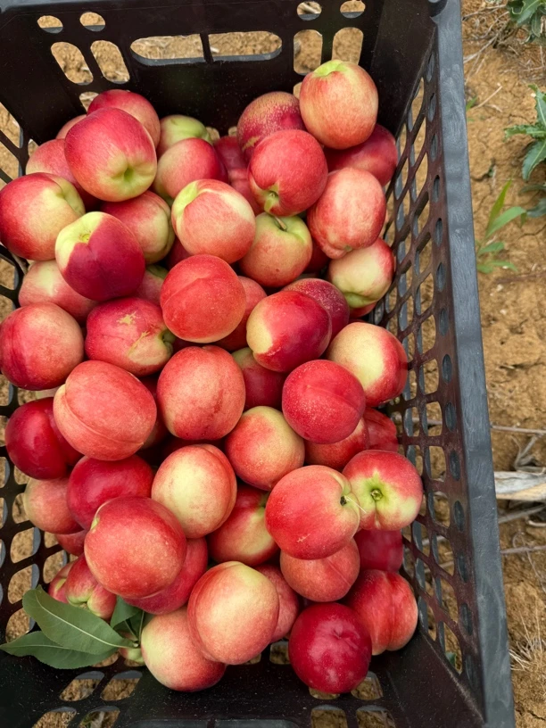 湖北枣阳平林白肉油桃