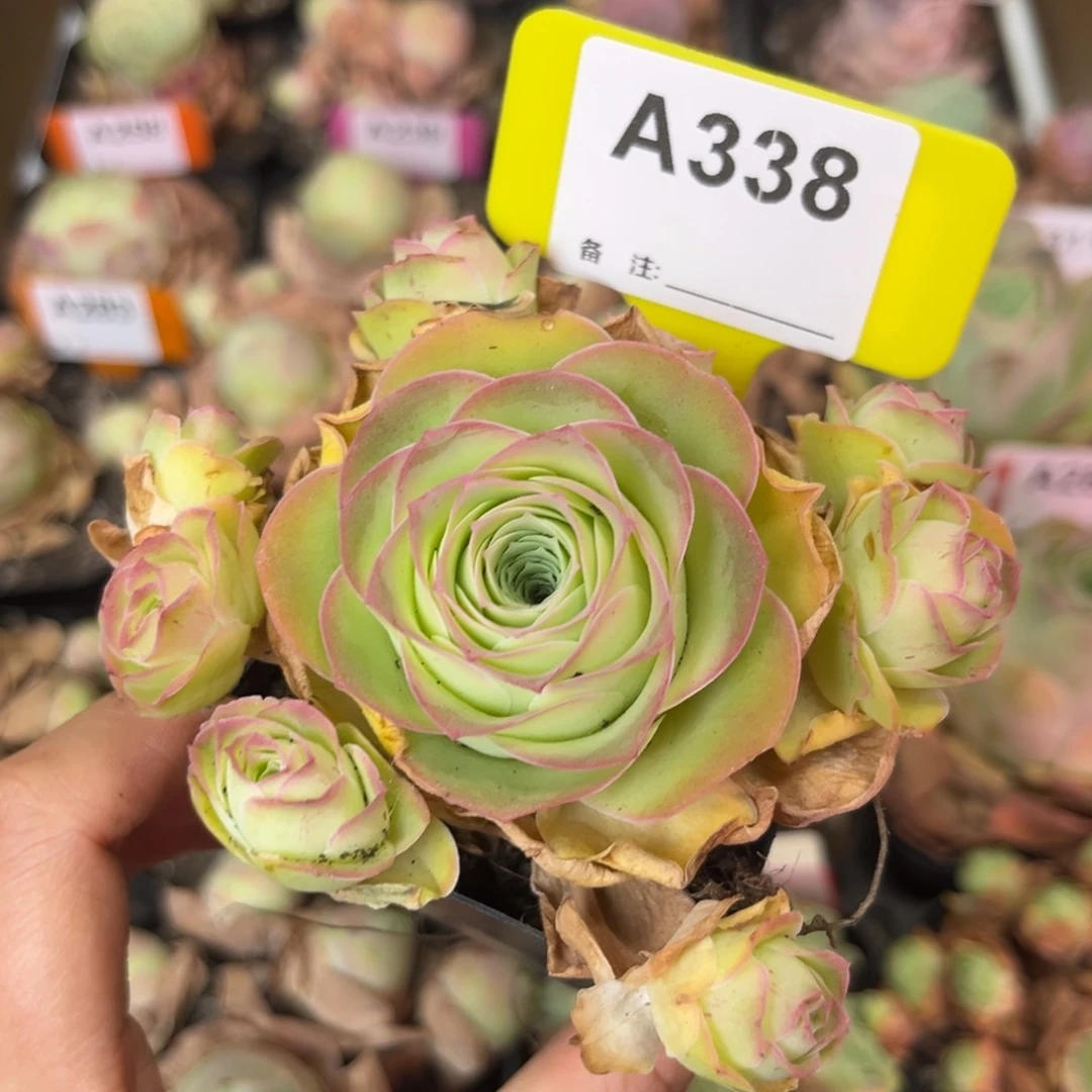 7方盆姝帕手捧花A338