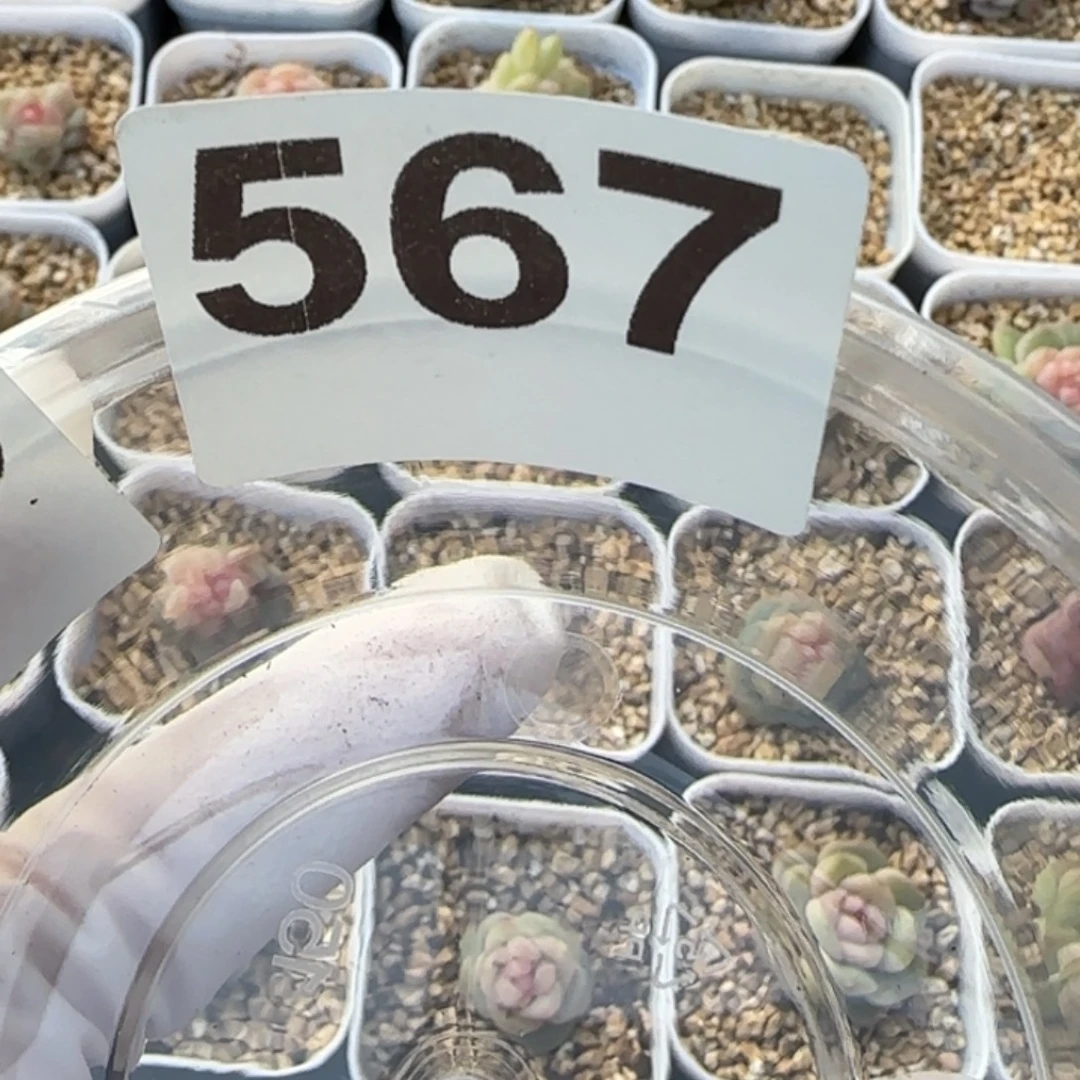 梦***-567 号王者系列珍妮一盒