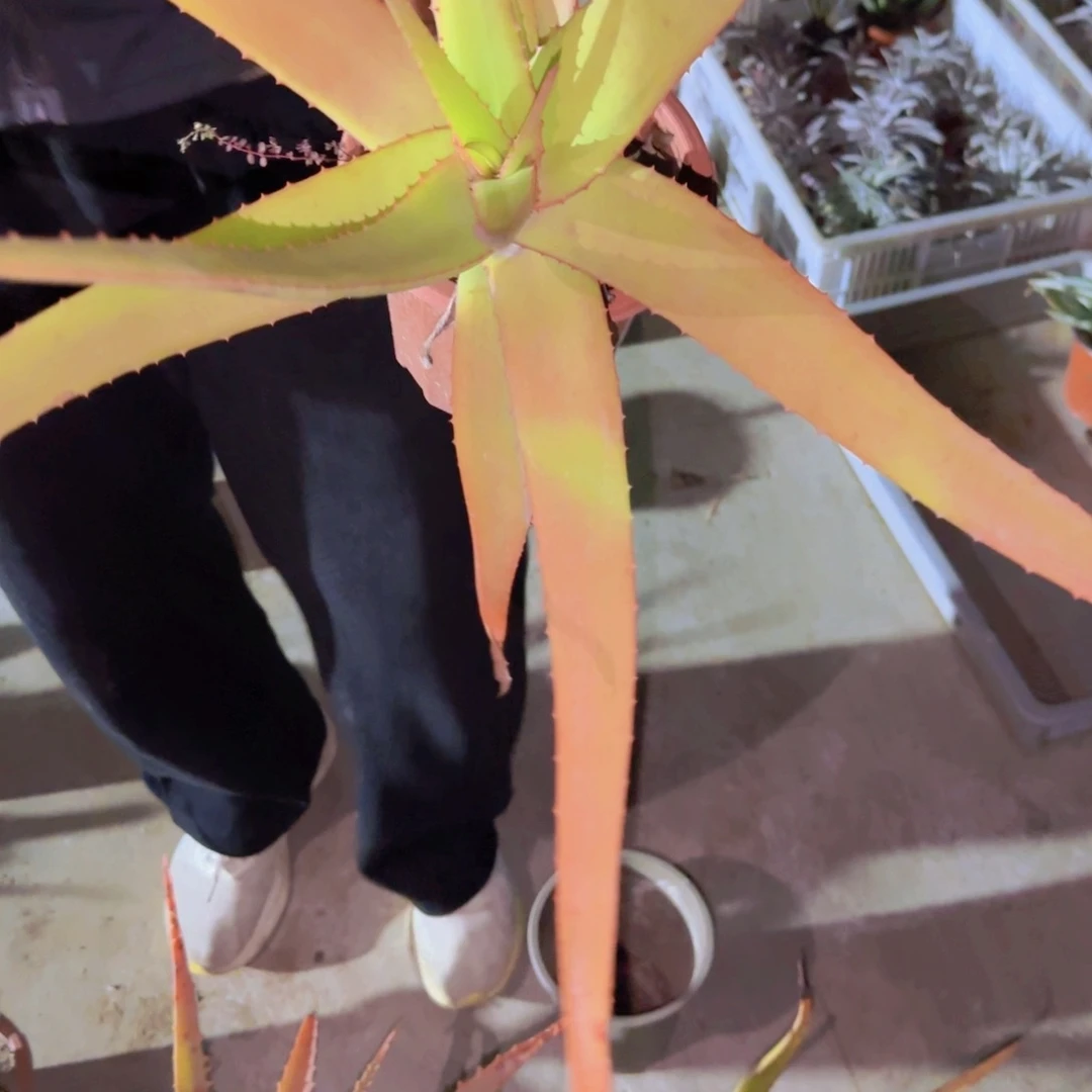 四***家块根植物块根植物