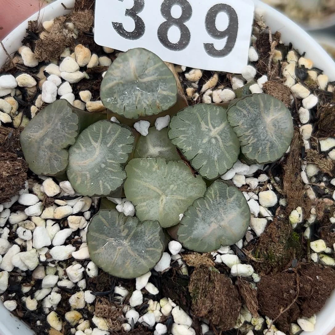 红红火火恍恍惚惚