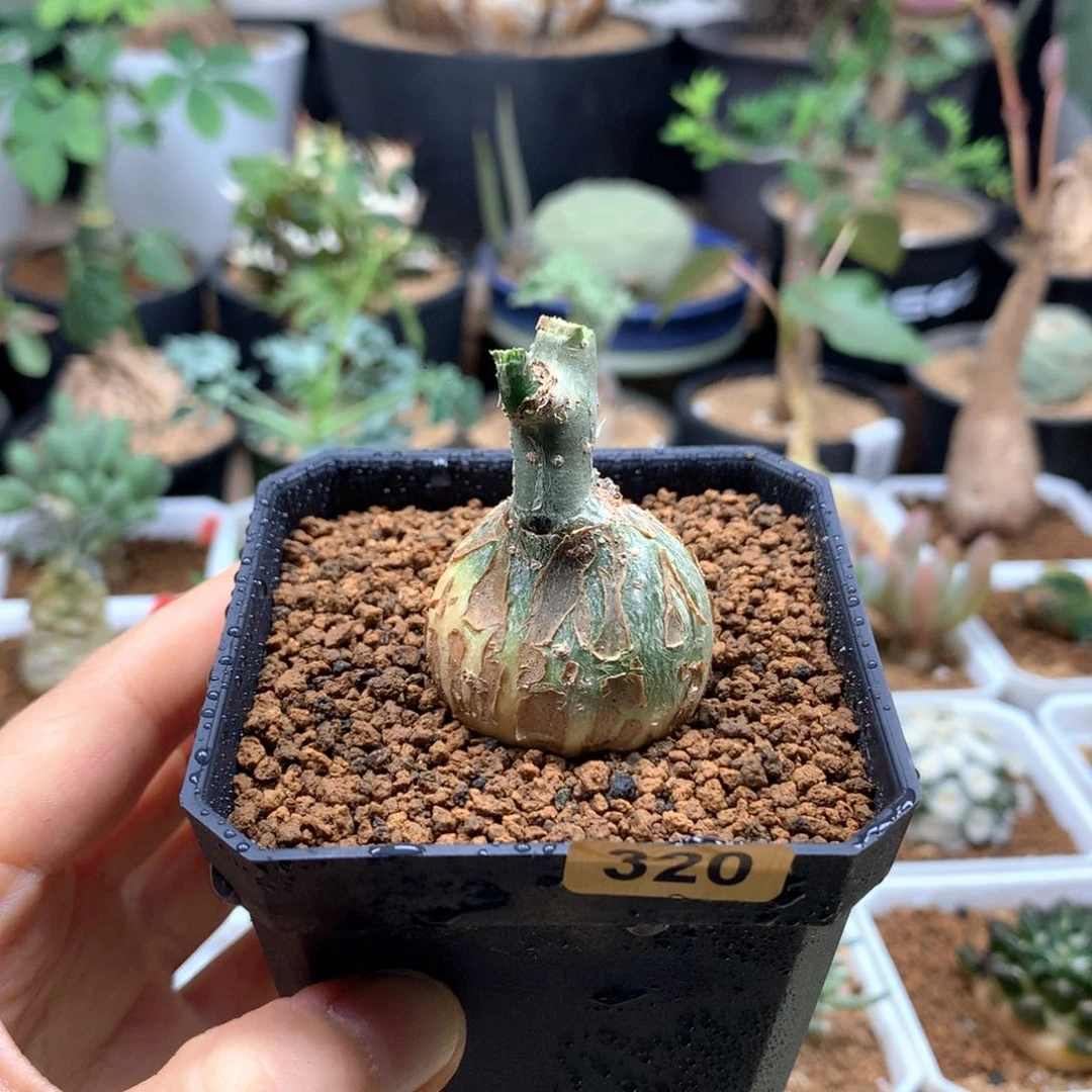 枫叶苦瓜块根带盆320