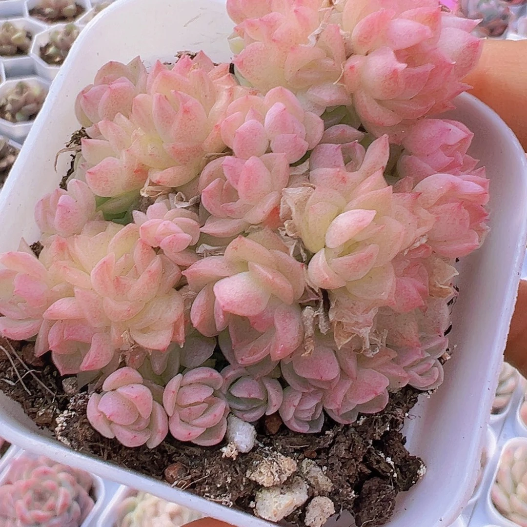 小脸粉麦秆19包邮