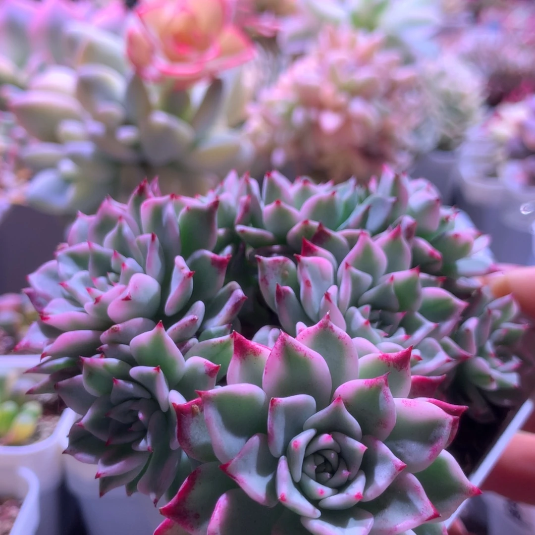 沙罗姬牡丹覆轮锦群生有根