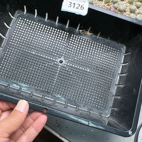 女**烟3126，3110和3123俩框菊带盆土