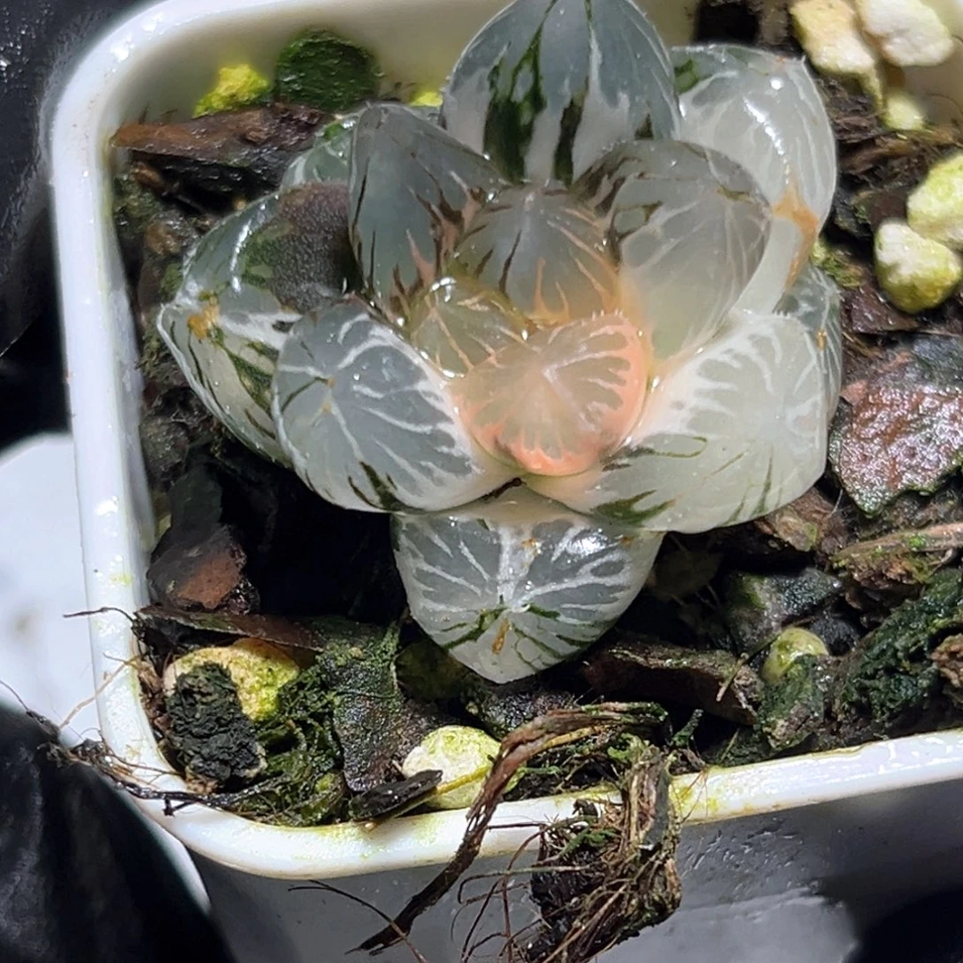 恭喜发财大吉大利5094