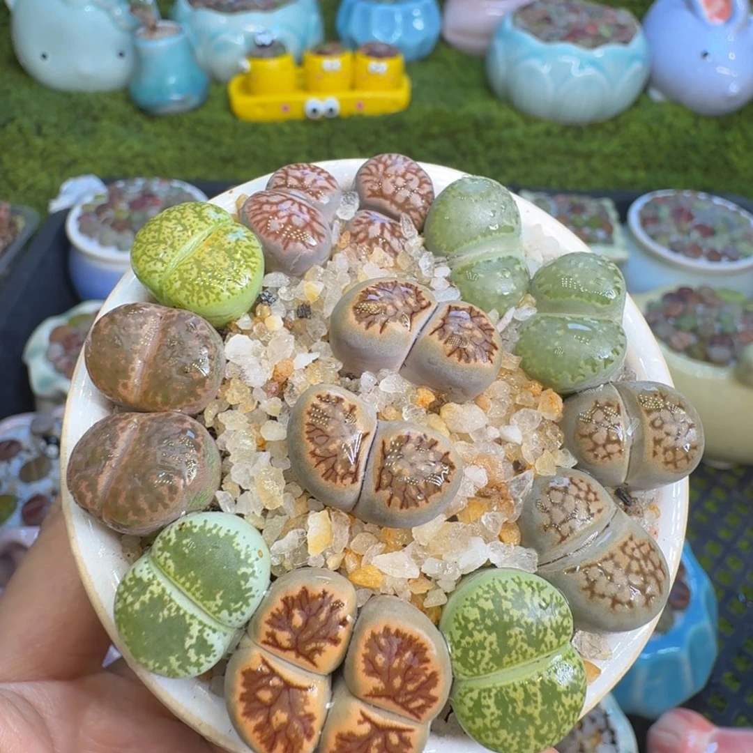 多肉植物开播福利518