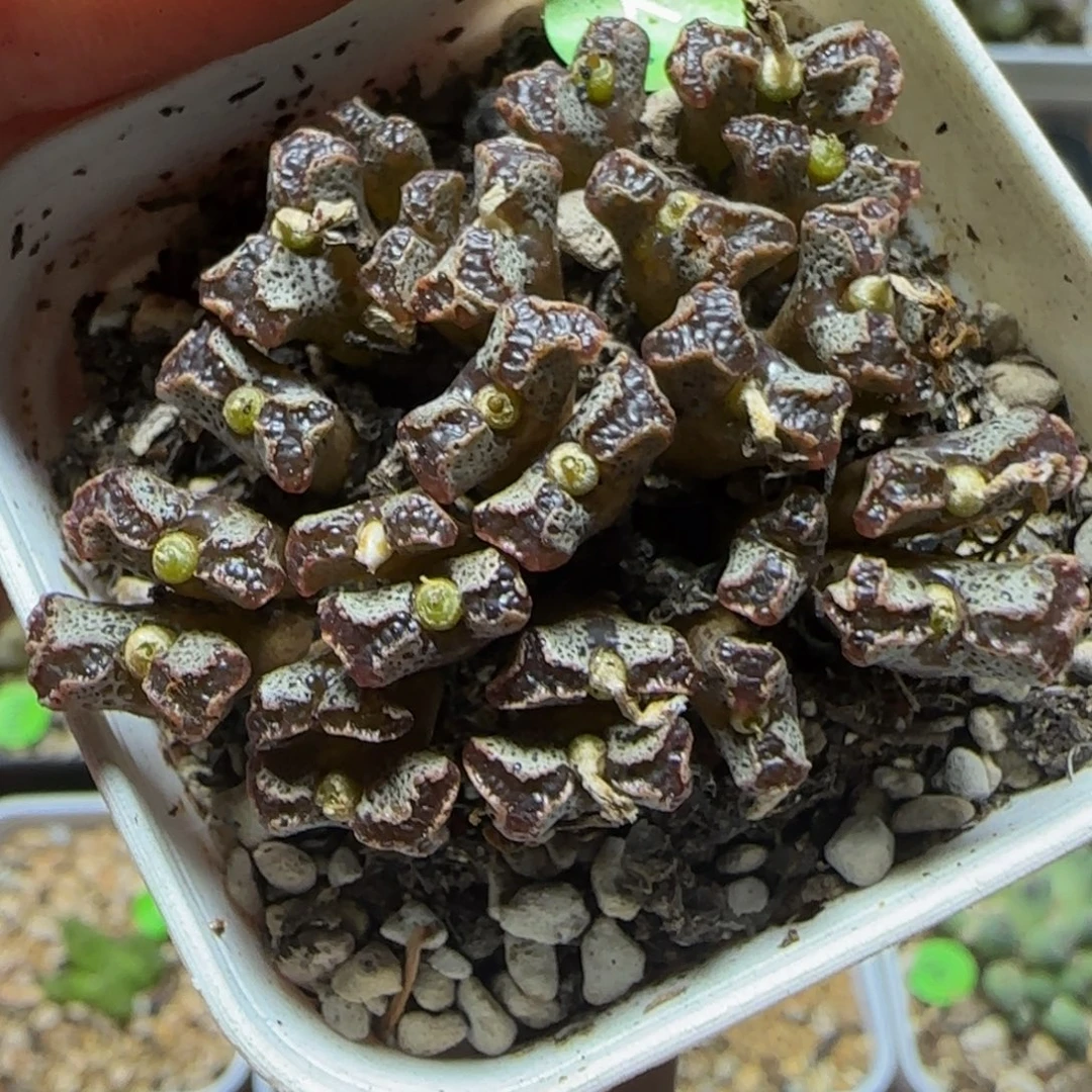 25头漂亮多肉植物713