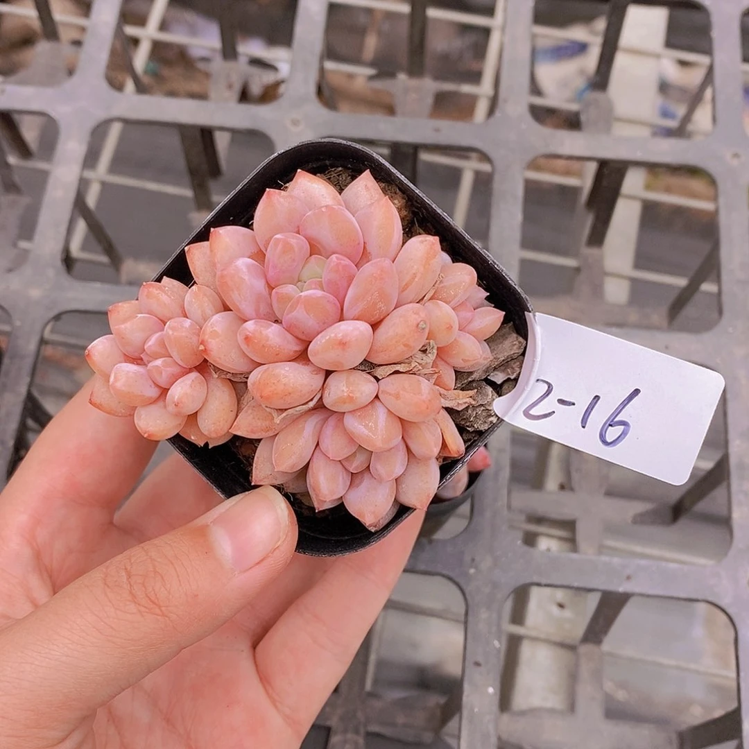 2-16- 福利半夏一颗 量拍