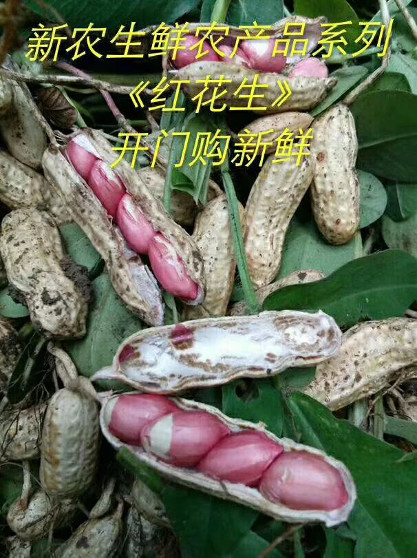 现挖新鲜带壳湿花生能生吃水煮农家自种红皮花生