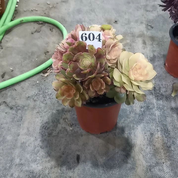 以*红袖604多肉植物