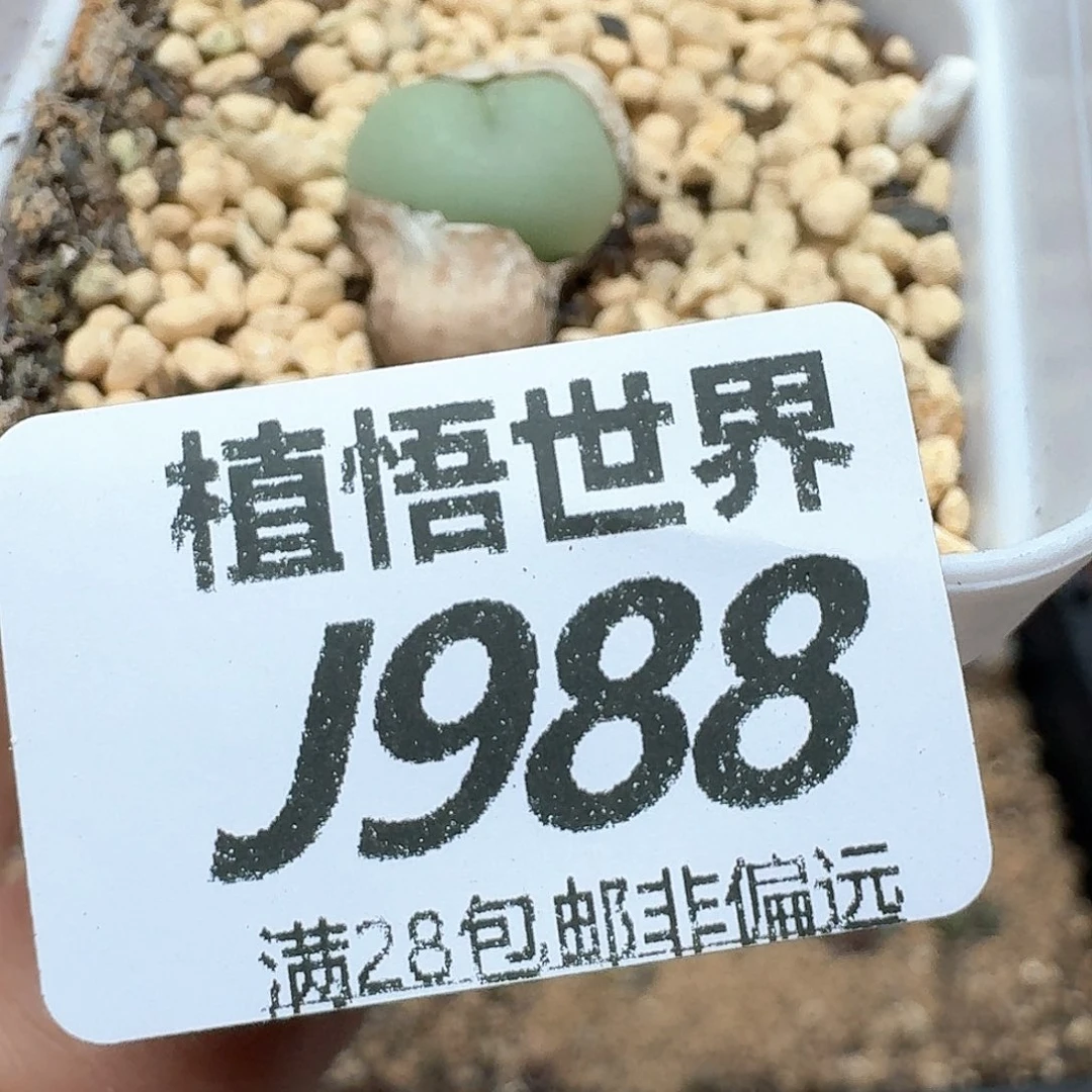 多肉植物的植物哇fg