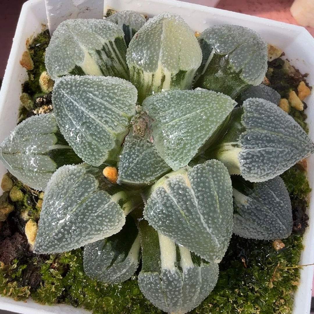 磨面锦，多肉植物。