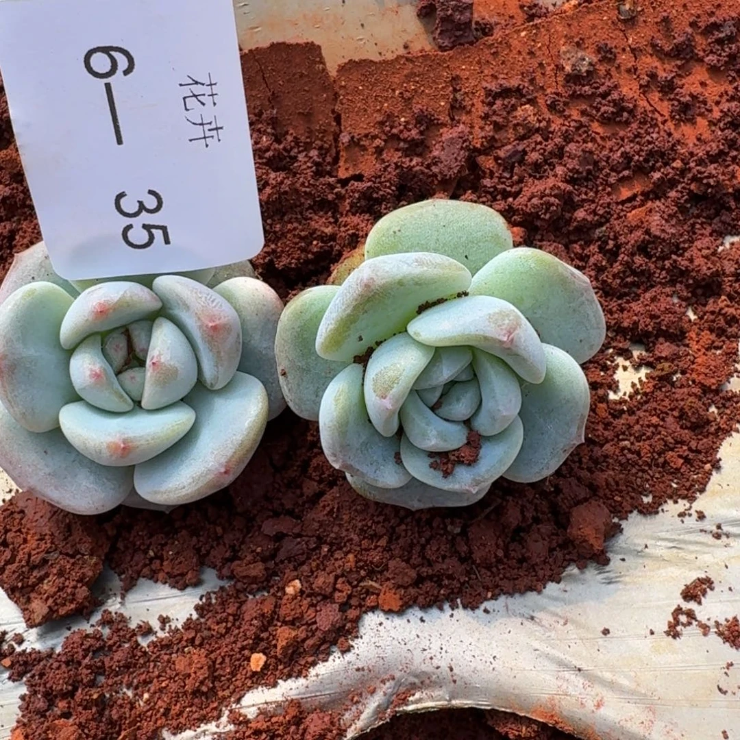 6-35门口冰梦地栽两颗量拍