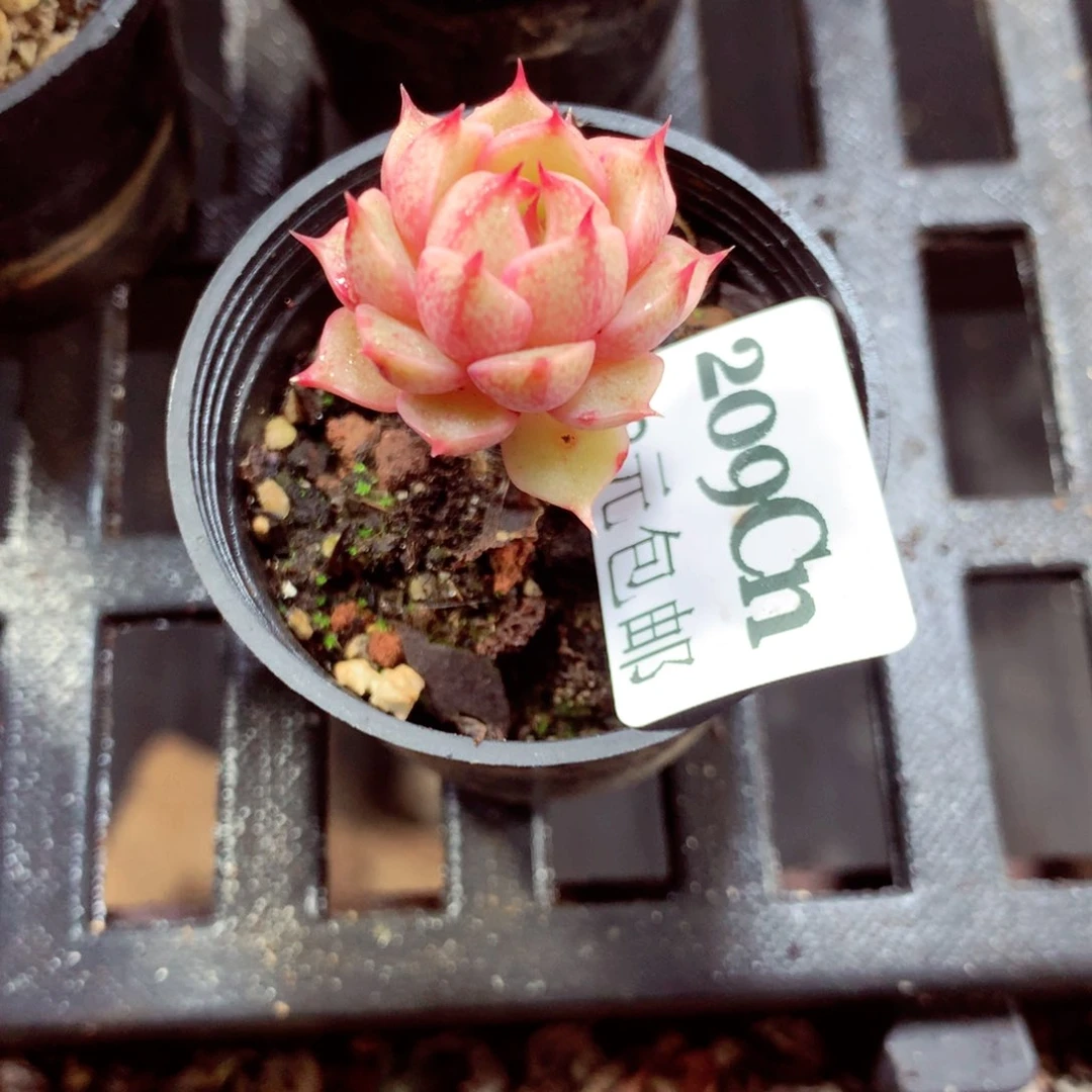 5厘米盆精控多肉209