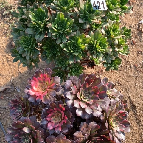 421花茶和花烟法师多肉植物