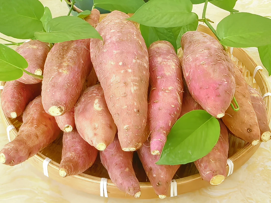 湖北宜昌板栗薯种植基地沙地现挖现发粉糯香甜烤红薯板栗薯