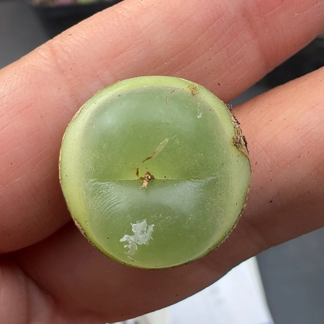 炸***包11.19好看的多肉脱土发货