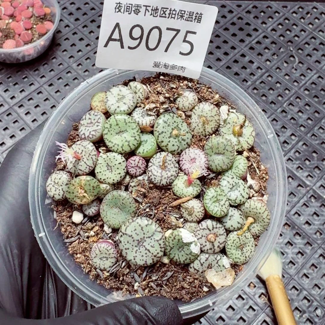 9075––零下地区需拍保温箱