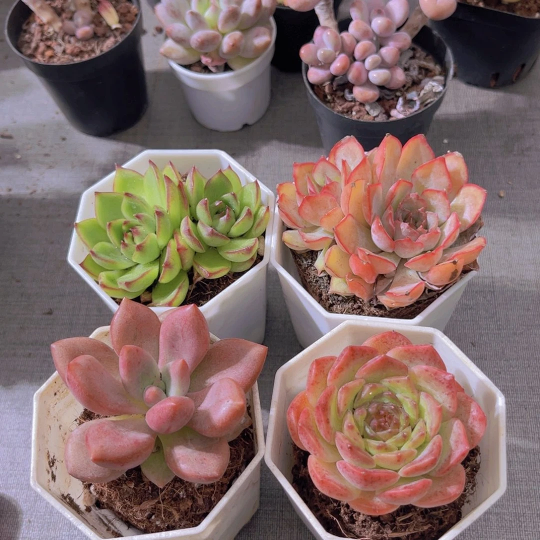 月亮石。菲娜娜。桃花源 粉恋