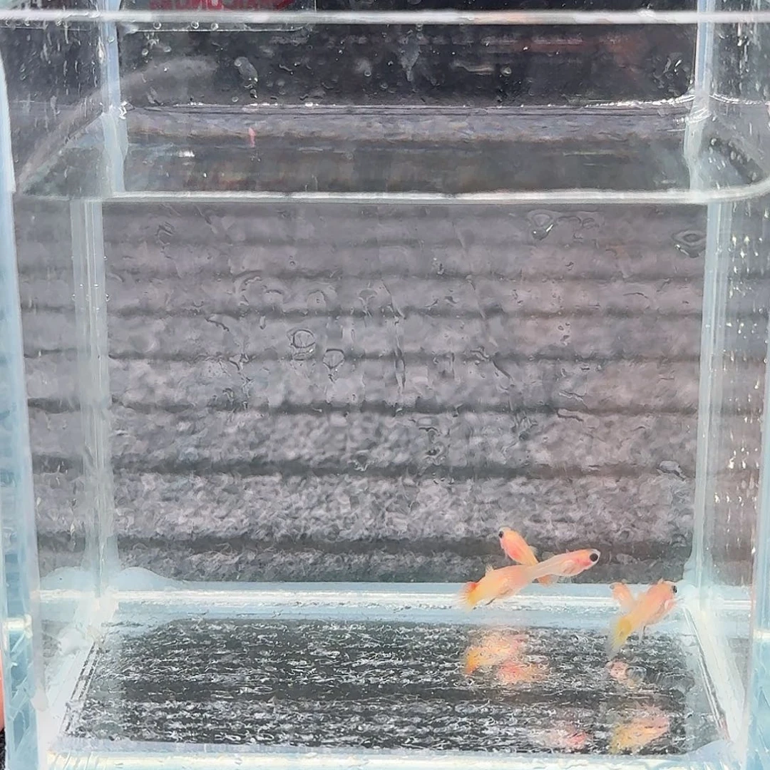 孔雀鱼皇家落日苗5条
