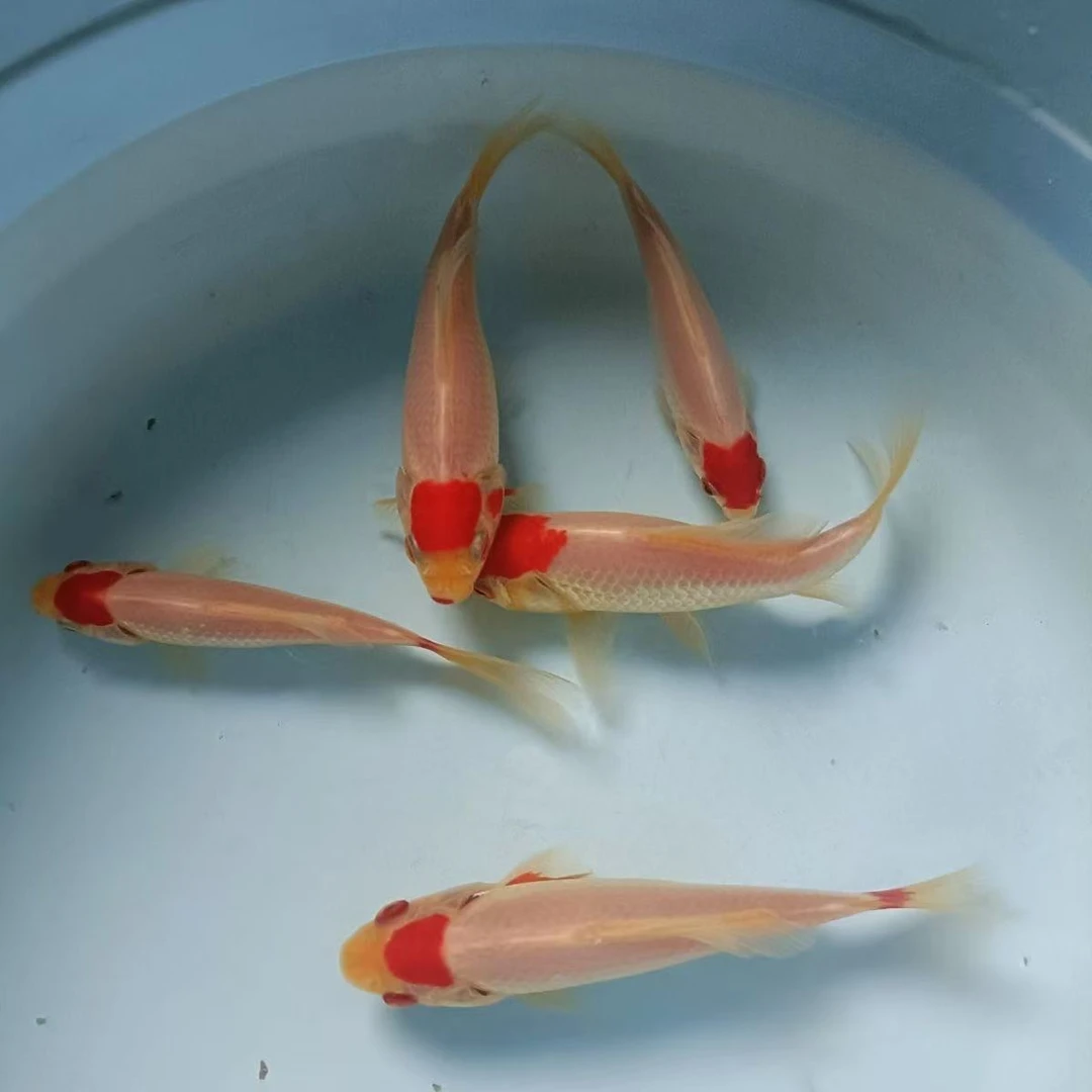 【精品樱花红白】5-7公分20条冷水观赏鱼精品红白金鱼包邮活体水族