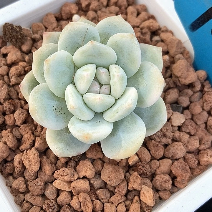 多肉植物橙子锦7262