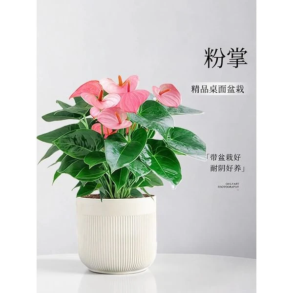 粉掌盆栽带花室内植物客厅办公室桌面绿植花卉盆景净化空气好养活