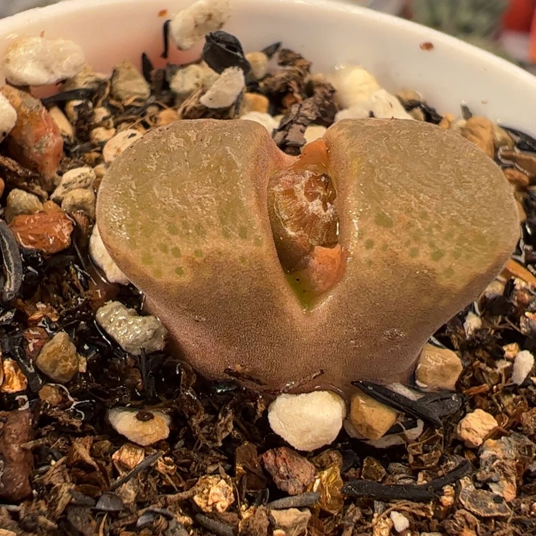 4.2多肉植物百科