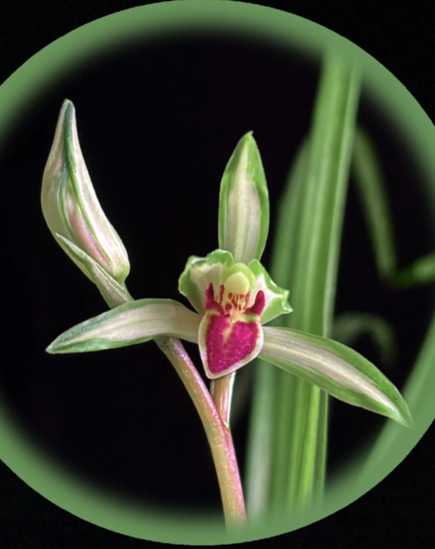 国兰秋芝、绿兰、送春