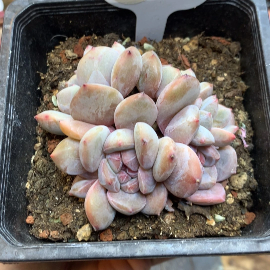 星影石榴籽 5头有砍 8厘米