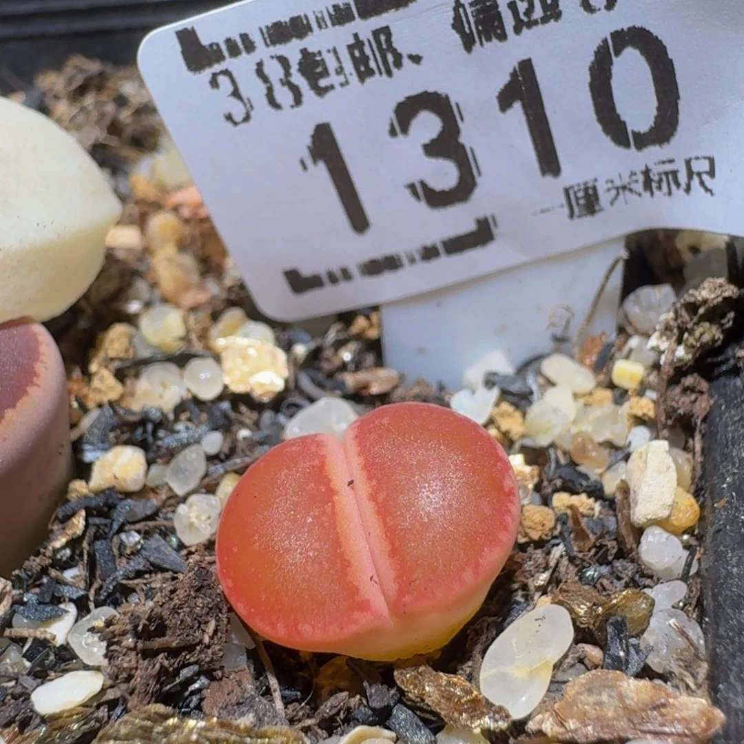 Ssss精品生石花1310锦