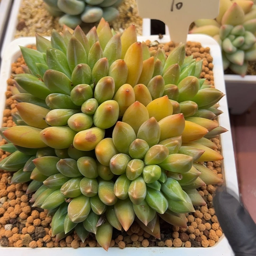 怡*宝10（f j j f k j f j jv