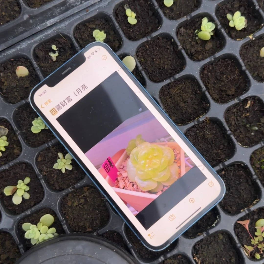 四喜财富 穴一个满25包邮