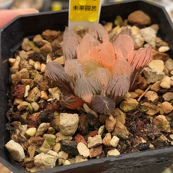 468实生玉露锦一物一拍