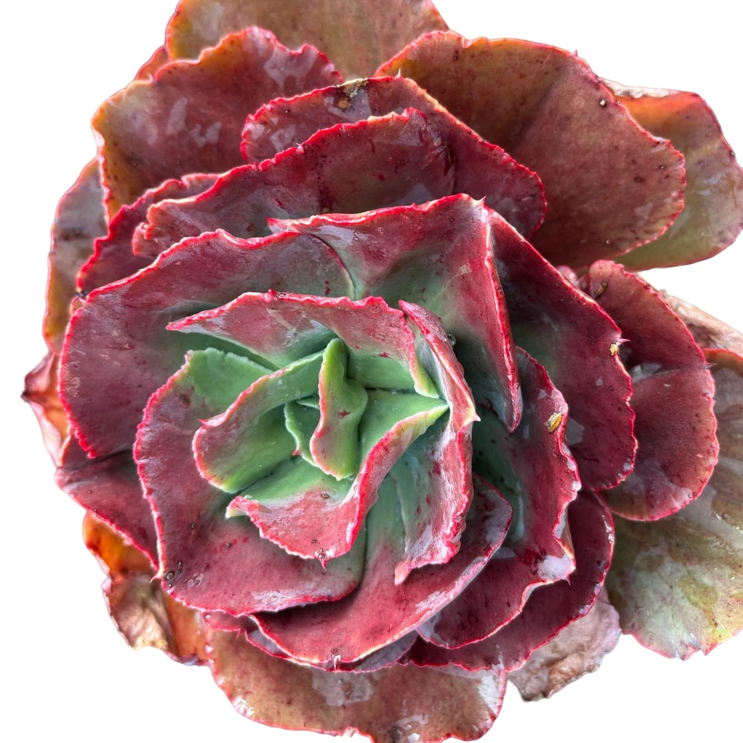 精品单头大叶秀妍植物种植优选精选发货售后基地自产自产自销