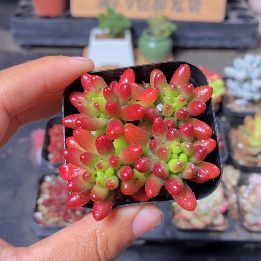 虹之玉多肉9.9包邮发货