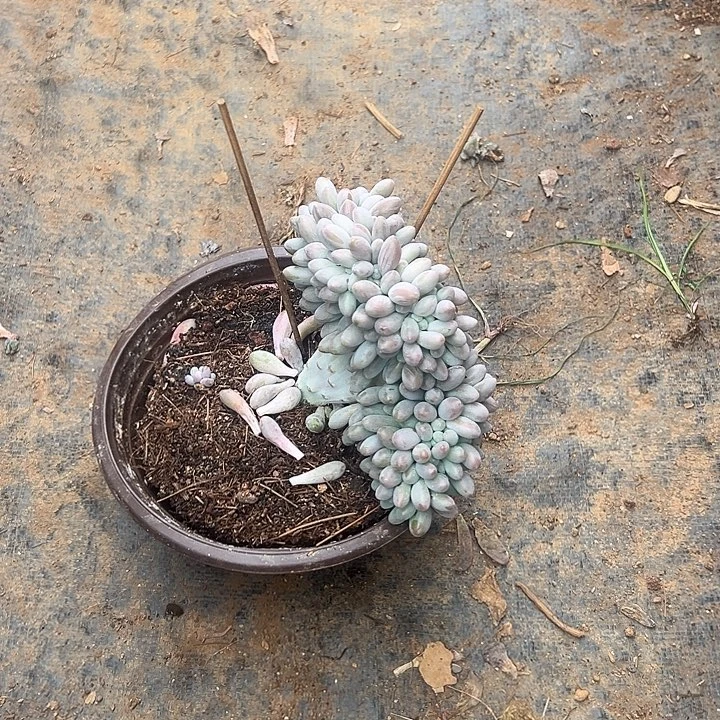 随***心多肉植物实物直播实物26