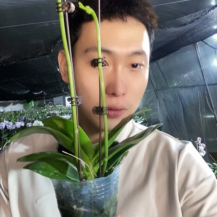 无花朵美杜莎蝴蝶兰