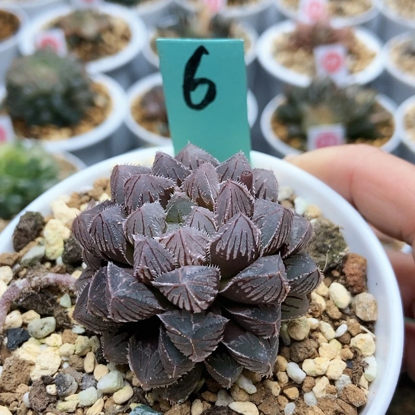 【闪购商品】6红岩