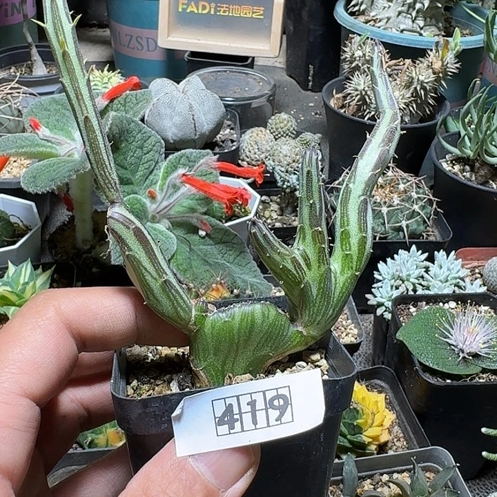 419天龙缀化带盆发货