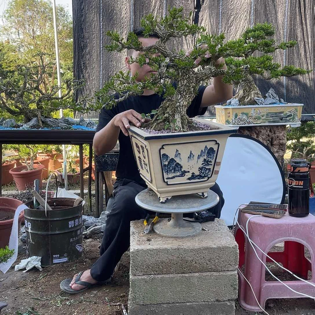 当前无花栽培后可以开花