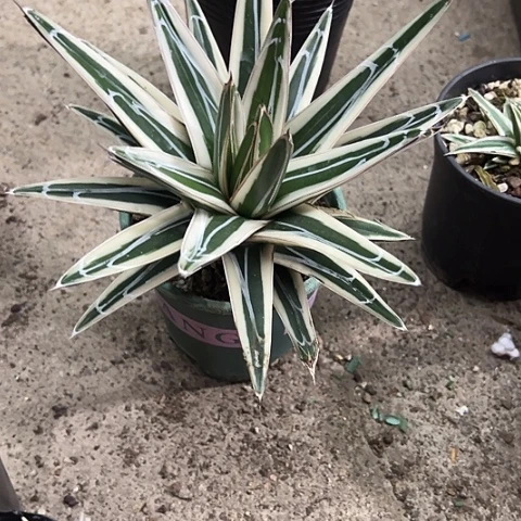 大冰山锦龙舌兰植物