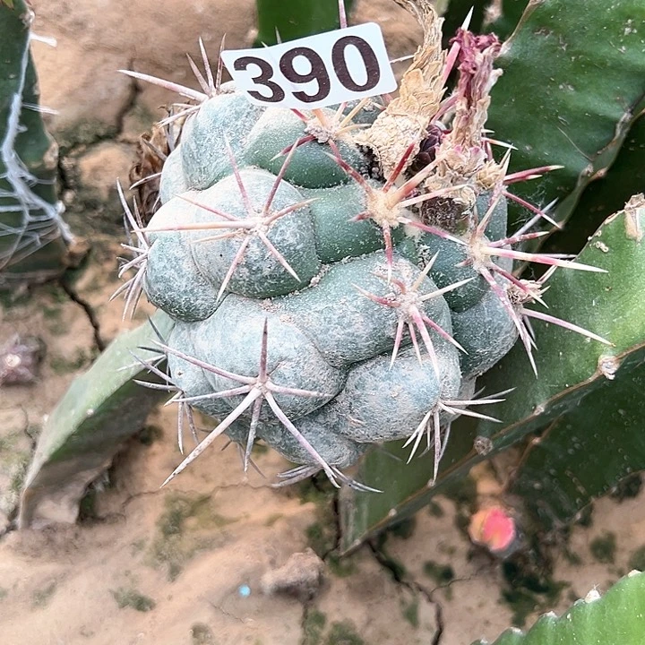 无花朵豆*菜390号仙人球开花