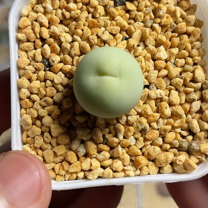 佳人园艺多肉生石花鸽子蛋