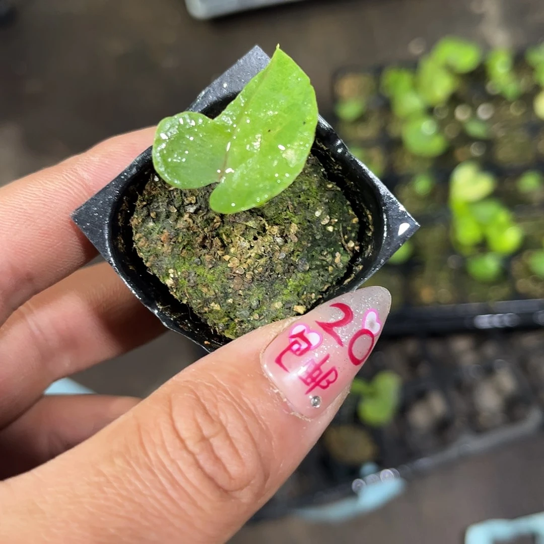 就这个死样子单头发货有根
