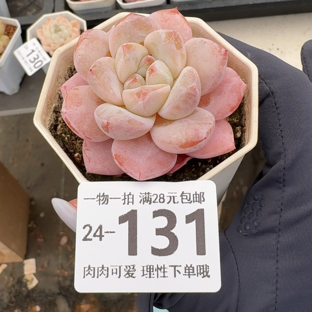 奶芙无盆土发货无