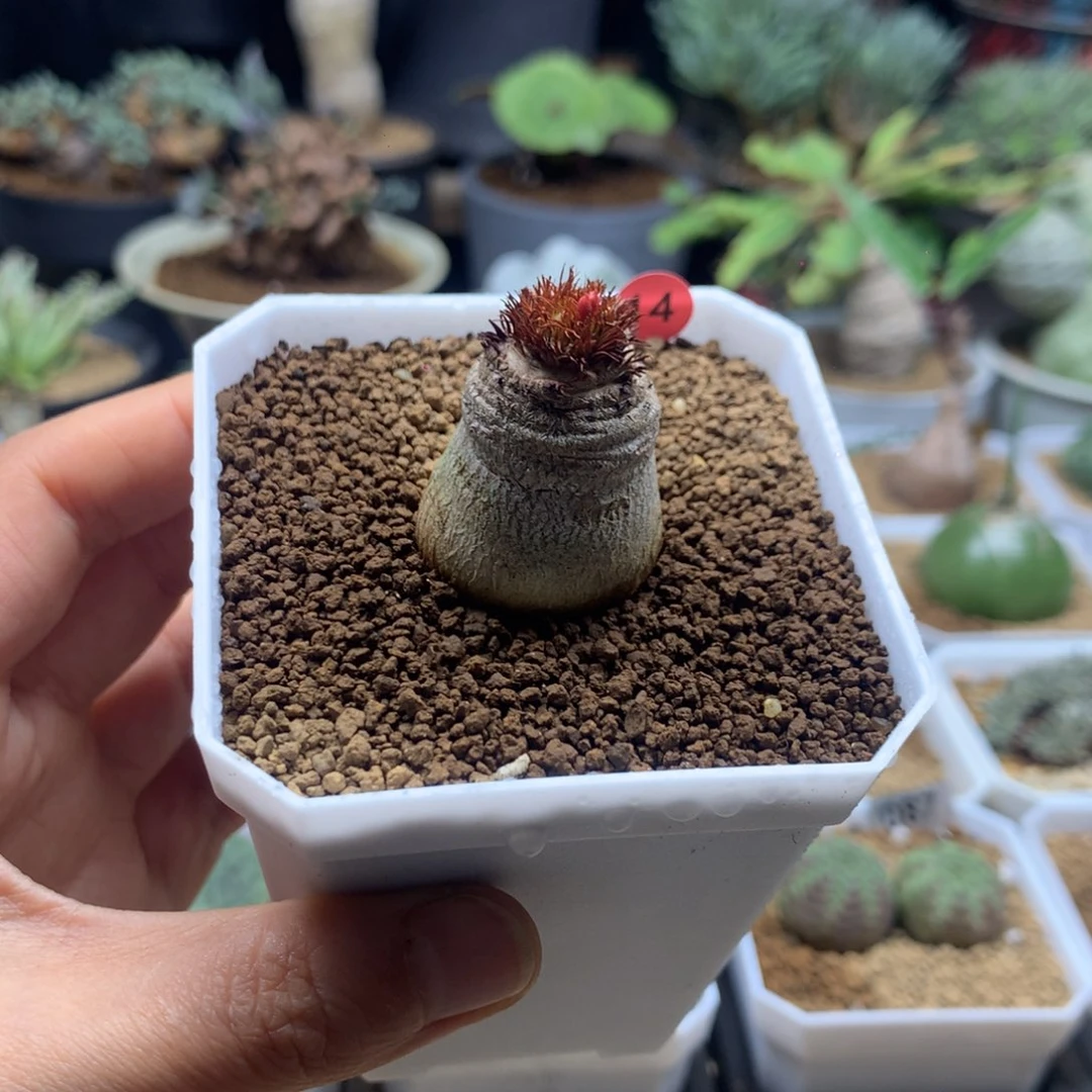 象鼻大戟带盆多肉14