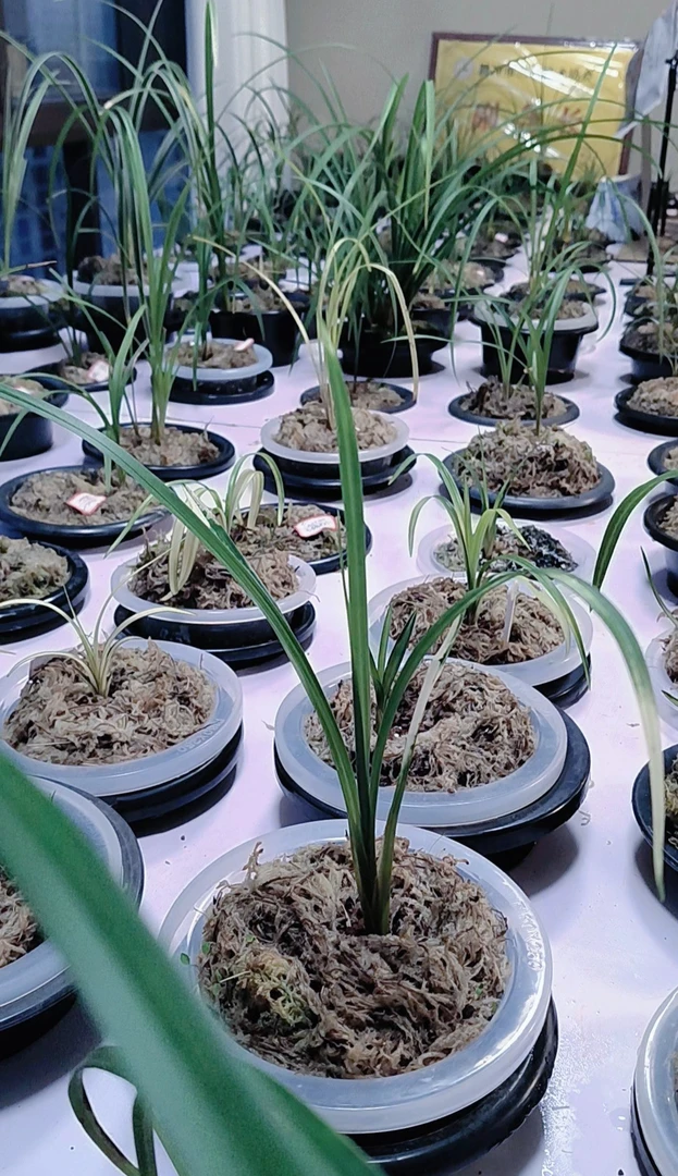 花卉盆栽一物一拍艺草10到100多链接